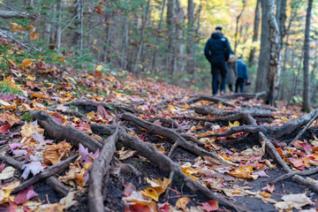 Artist Bluff trail
new hampshire