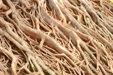 Picture details of wonderful branches and fibtoush roots of old Bodhi in sunlight
