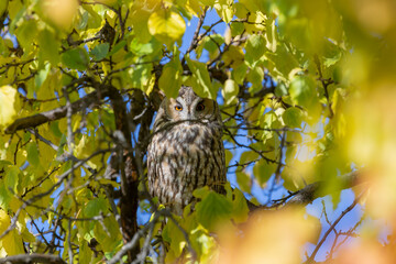 Long-eared Owl (Asio otus) perched among yellow leaves on tree branch
