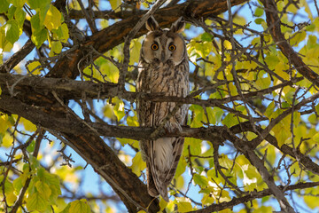 Long-eared Owl (Asio otus) perched among yellow leaves on tree branch