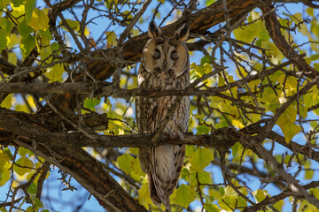 Long-eared Owl (Asio otus) perched among yellow leaves on tree branch