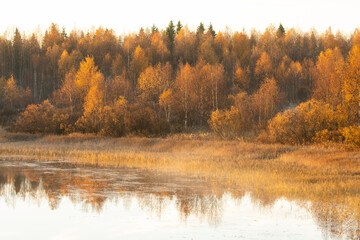Colorful Birch trees and Willows next to a river during autumn foliage in Northern Finland. 