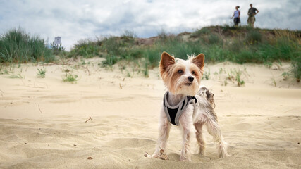 Pies york terier na plaży. W oddali widać wydmę