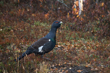 Large male Western capercaillie, Tetrao urogallus standing on the ground on an autumn morning near Kuusamo, Northern Finland. 