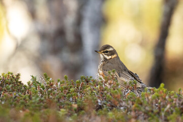 Northern songbird Redwing, Turdus iliacus on the ground in Northern Finland