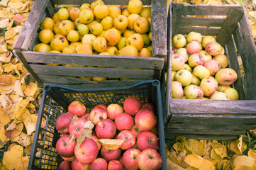 A rich harvest of apples, which were harvested in autumn. The apple harvest boxes lie on the fallen leaves. The golden autumn is rich in the harvest of juicy and tasty apples.