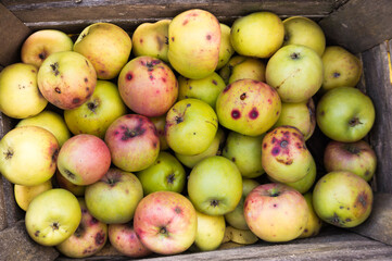 Harvest of golden apples in autumn close-up. There are a lot of juicy tasty apples harvested in autumn.