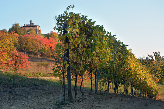 View on colorful vineyards of Langhe Roero Monferrato, UNESCO World Heritage in Piedmont, Italy in autumn season.