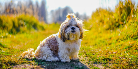 shih tzu dog sits on a forest path in an autumn forest