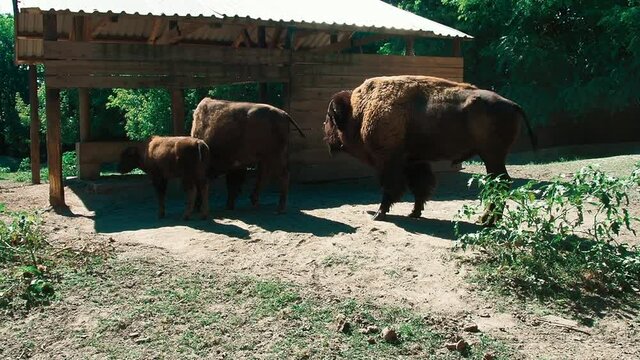Bison or American bison, cloven-hoofed mammals from the bull tribe. The male sniffs the female while she eats from the trough. Zoo Palic Serbia. A family of bison with a calf. Mating readiness check
