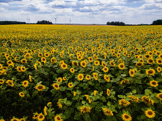 Sonnenblumenfeld mit vielen Sonnenblumen