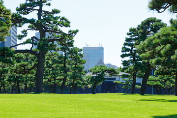 Fototapeta na wymiar 皇居前の緑の芝生と松越しに見える国会議事堂の屋根