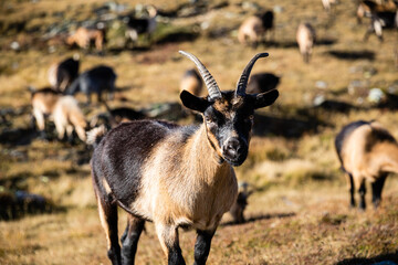 Ziege auf Berg in den Dolomiten
