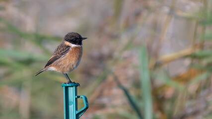 Male European stonechat (Saxicola rubicola) in profile on a post, Minsmere, Suffolk