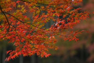 紅葉