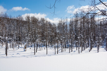 雪に覆われた青い池　美瑛町
