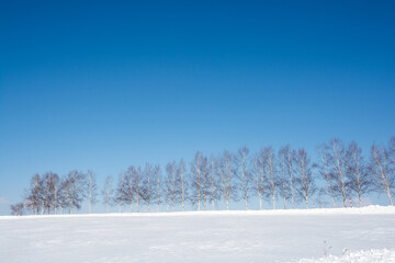 雪の丘の上のシラカバ並木と青空
