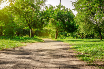 A path in a forest surrounded by trees, A beautiful path surrounded by trees in a small forest, low angle of a road