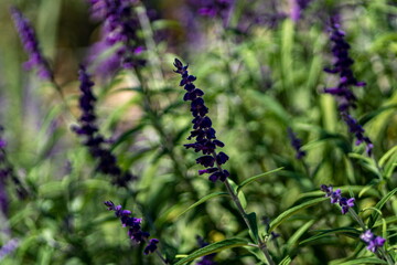 Lupine in the California Desert