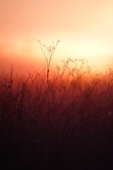 Sunrise over the field 