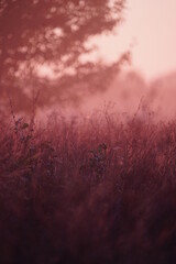 Sunrise over the field 