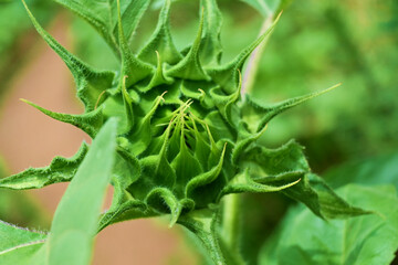 開花前のヒマワリ