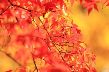 奈良の紅葉
