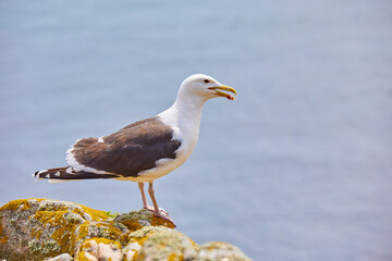 Fototapeta na wymiar seagull between rocks and with a smooth ocean bottom. Beautiful image of fauna.