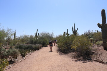 Obraz premium Desert Cactus