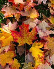 Bright colored autumn maple leaves on the ground