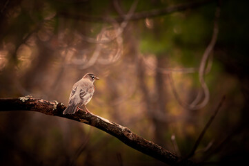 Wisconsin bird on a tree branch