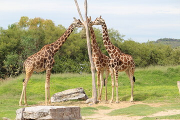 jirafas de cuerpo completo 