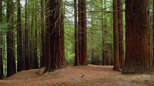 Redwood forest in Cabezon de la Sal, Cantabria, Spain. High quality 4k footage