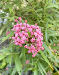 pink panama ixora flower in nature garden