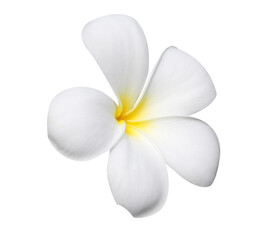 Fototapeta na wymiar frangipani flowers isolated on white