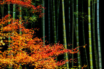 Red Maple Leaves and Green Bamboo in the garden of Kyoto temple in autumn, Japan