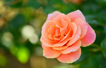 一輪のサーモンピンク色のバラ