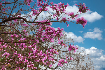 cherry blossom tree under clear blue sky photo