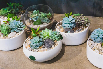 Various miniature succulent plants in glass terrarium or white pot. Beautiful home decorative garden idea