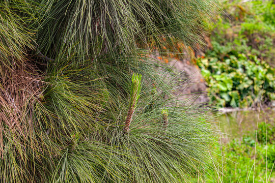coniferous fir branch close up