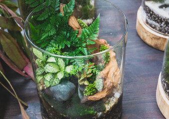 Various miniature plants in a glass terrarium. Beautiful home decorative garden idea