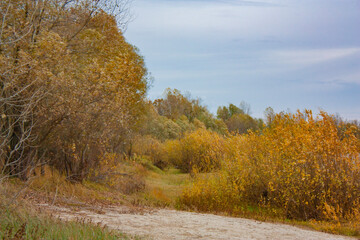 A forest clearing with yellow trees and bushes. Autumn landscape in cloudy weather.
