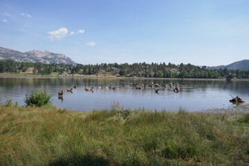 Beautiful natural scene with mountains in background and distant caribou in lake