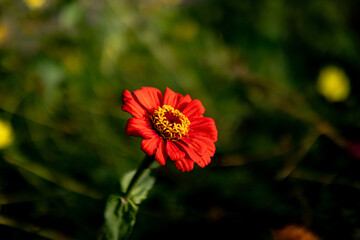 赤いヒャクニチソウの花のクローズアップ