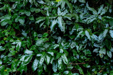 緑のテクスチャ 椿の葉っぱ