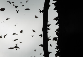 Mariposa Monarca en Michoacán