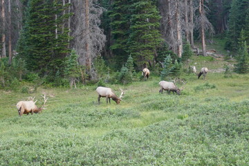 Green meadow scene with caribou grazing by forest