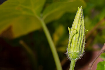 pumpkin plant flower bud.