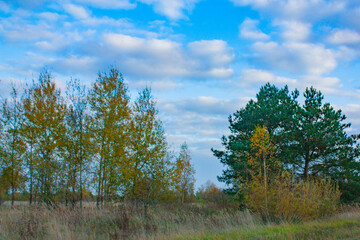 Green and yellow trees under a beautiful blue sky. Autumn landscape in clear weather.