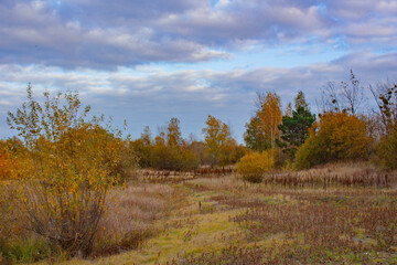 Fototapeta premium Yellow and green, autumn trees grow in a forest clearing. Autumn landscape on a cloudy day.